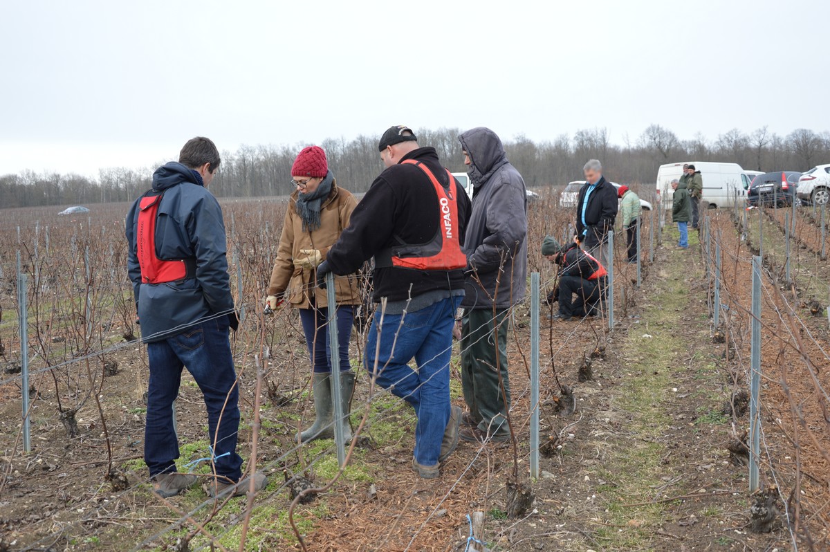 Formation Impact de la taille sur les Maladies du bois