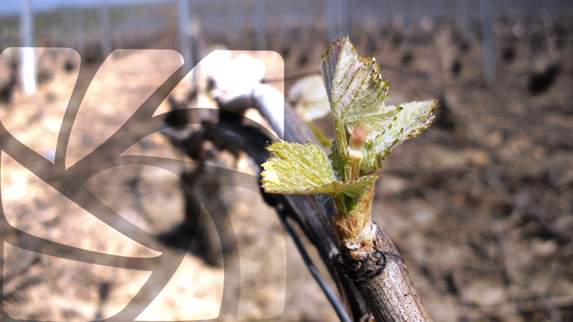 COVAMA, vignerons en champagne